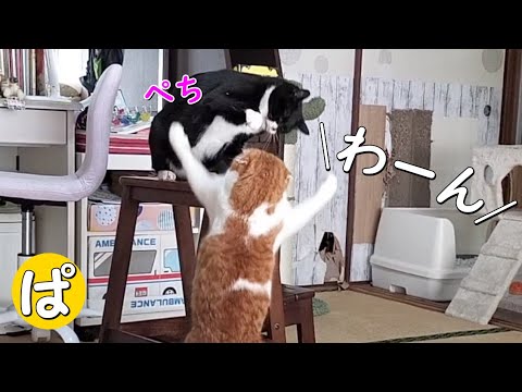 少し高い場所をゲットしたので先輩をぺちぺち煽ってみる猫