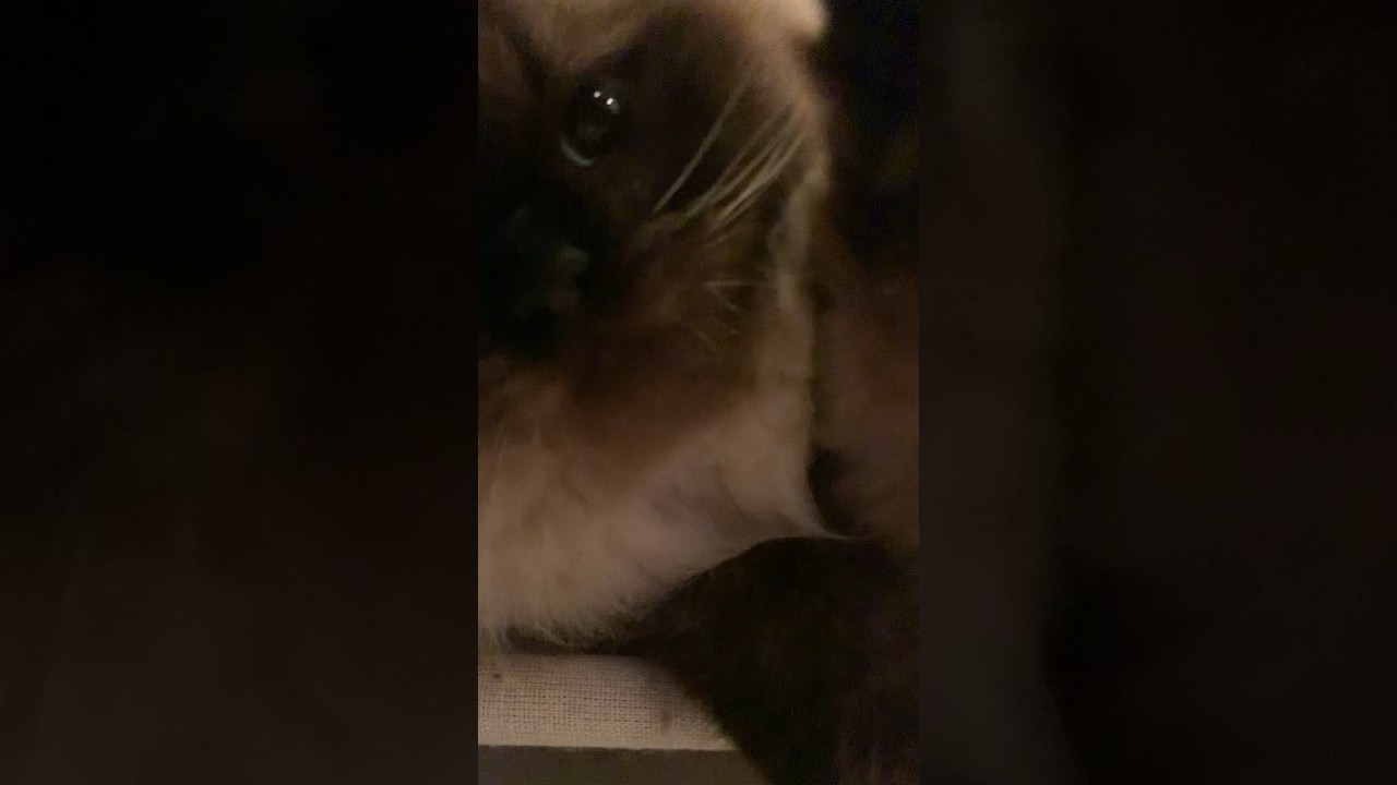 撮らないで〜！！ #日常 #猫 #猫のいる生活 #ヒマラヤン #shorts