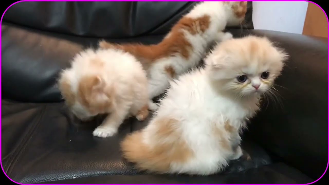 スコティッシュ赤ちゃん💕一ヵ月過ぎ🐱ジャンプや毛繕いできます💕