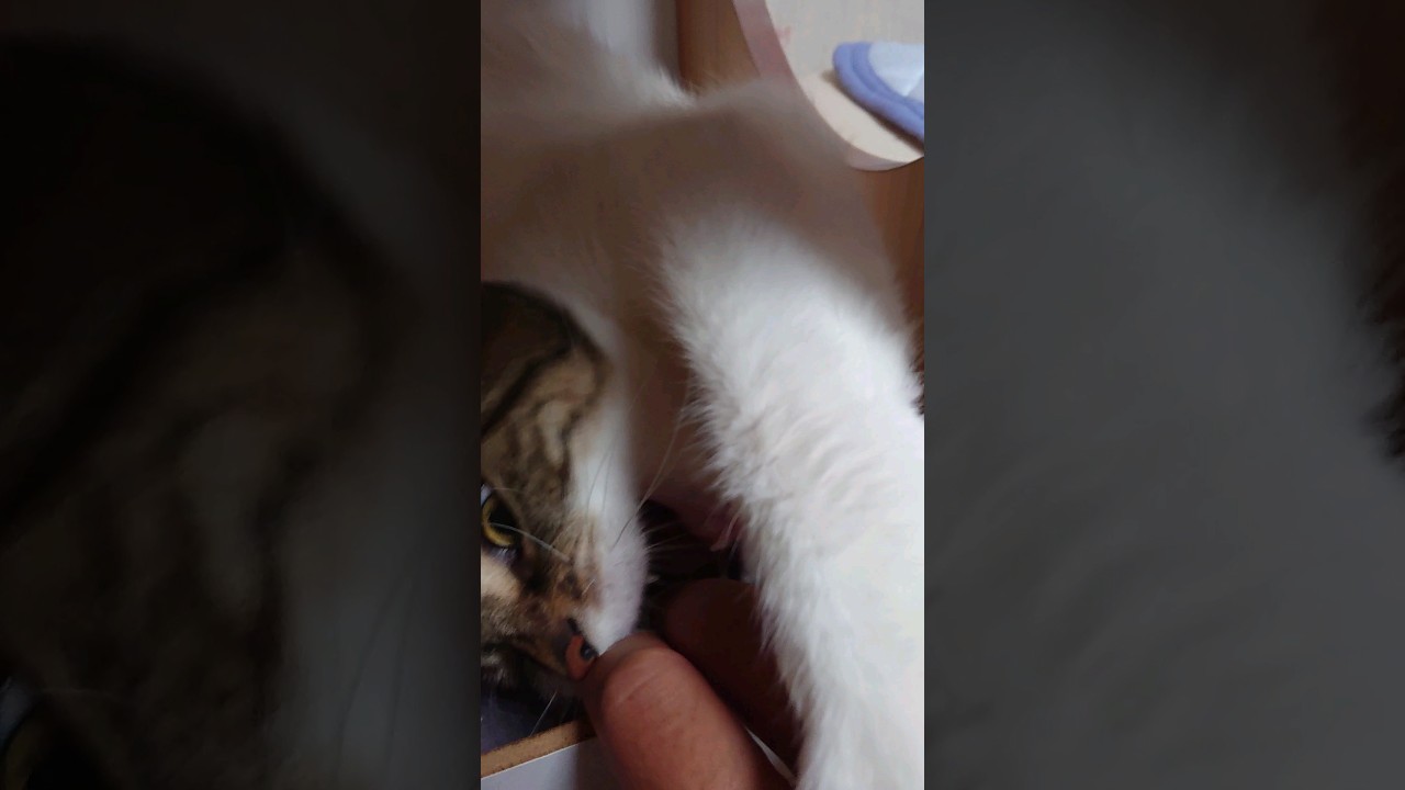 【猫】モカちん(4女)にちゃまちゃましようとしたら、ガブされる☆ 2023/08/07【アメリカンカール】#shorts