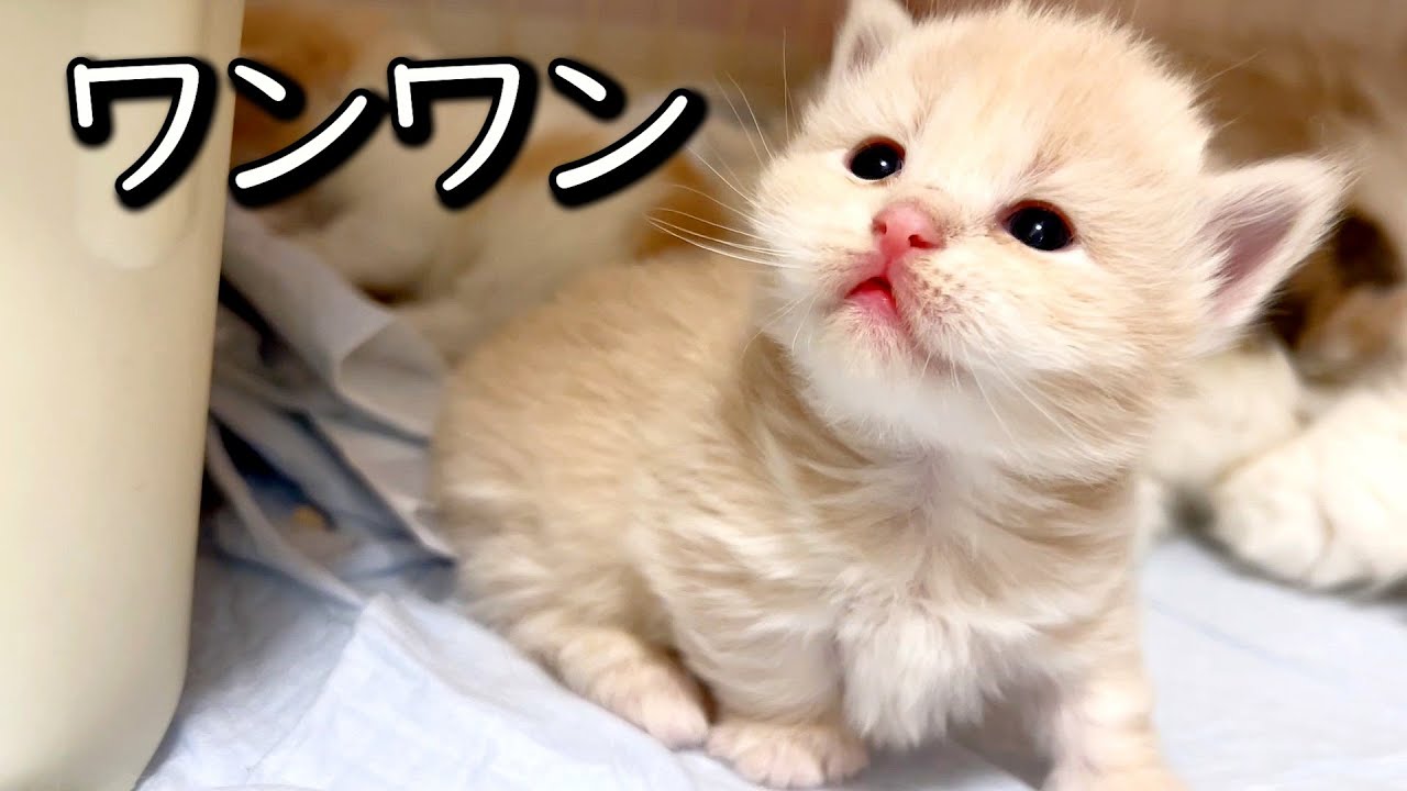 【マンチカンの子猫】プルプルした子猫なのか子犬なのか微妙なところな件 ∼猫のいる生活Vol.774~ 出産動画 マンチカン短足・ミヌエット・ペルシャ猫専門ブリーダー『ペット蔵人』【子猫の成長記録】
