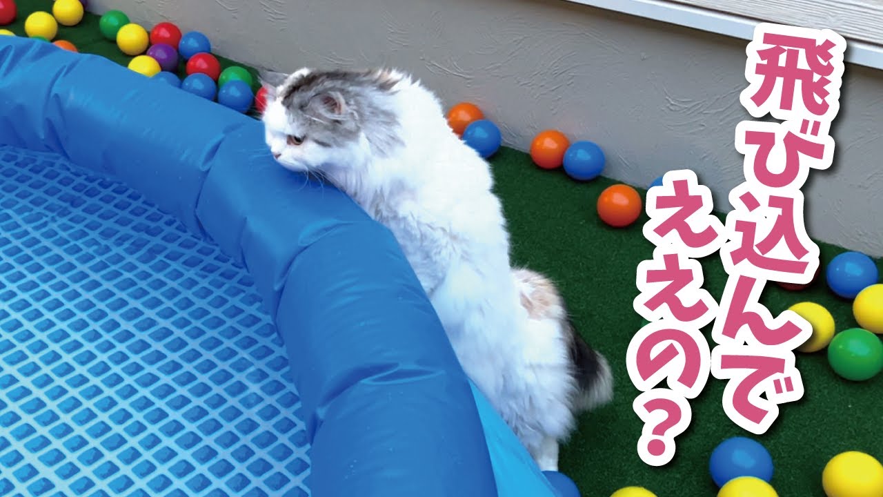 猛暑でプールに飛び込みたくてたまらない猫がこちら【関西弁でしゃべる猫】