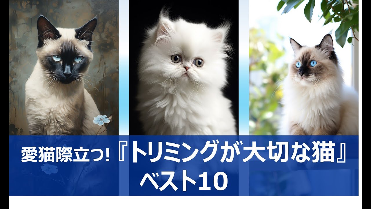 【人気の猫】愛猫際立つ！トリミングが大切な猫ベスト10
