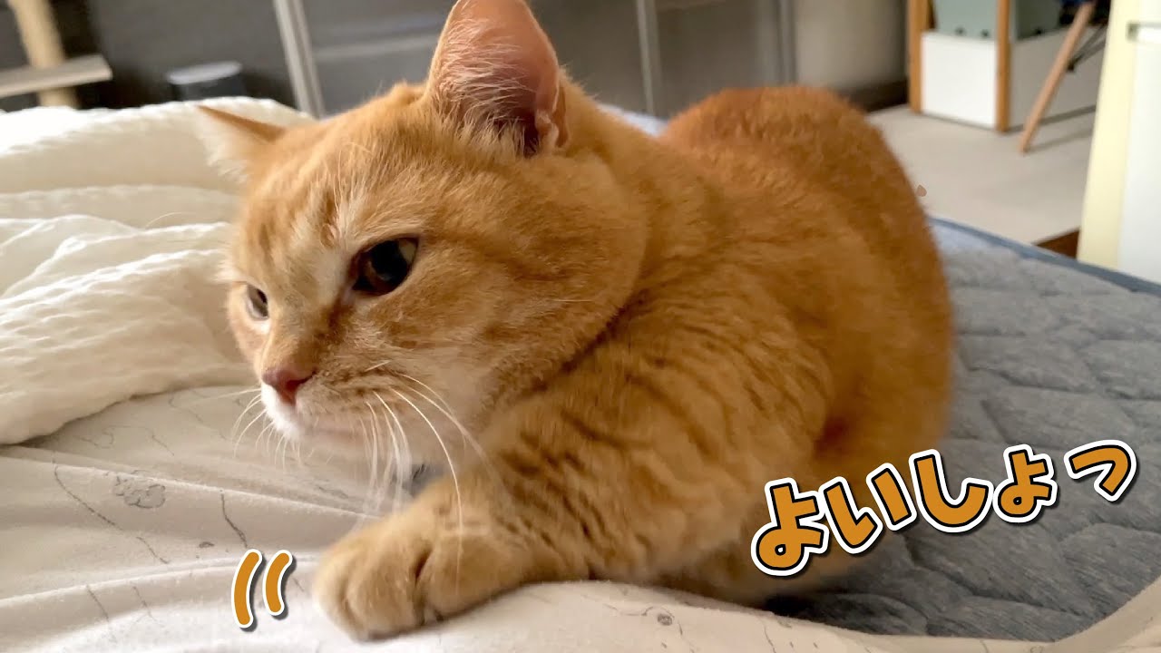 朝になると必ずママのお腹をベッドにしてくる猫が可愛すぎる…！