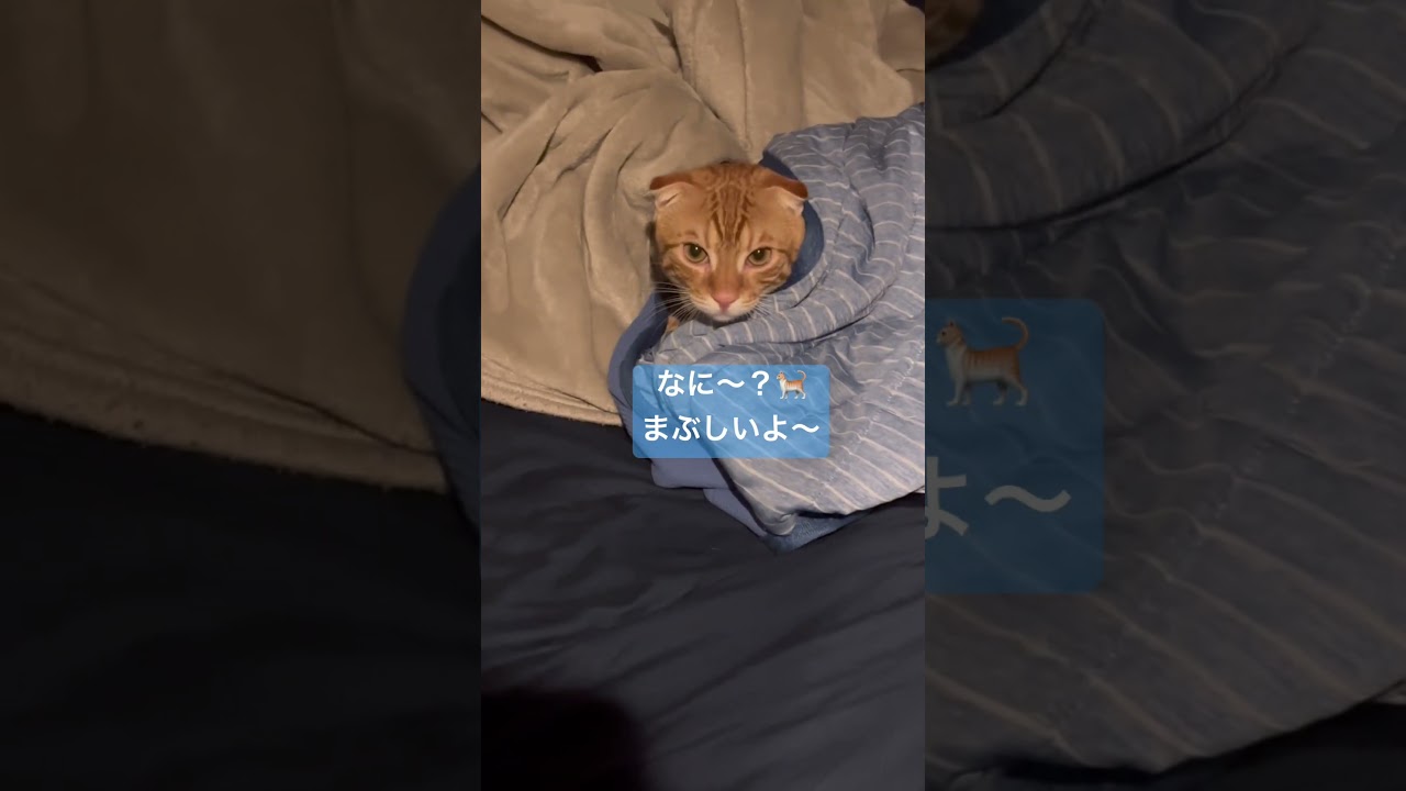 寝る準備してたら先越された🐈 #猫 #キンカロー #cat #catlover #catlovers #catvideo #고양이 #猫のいる暮らし #catvideos #子猫
