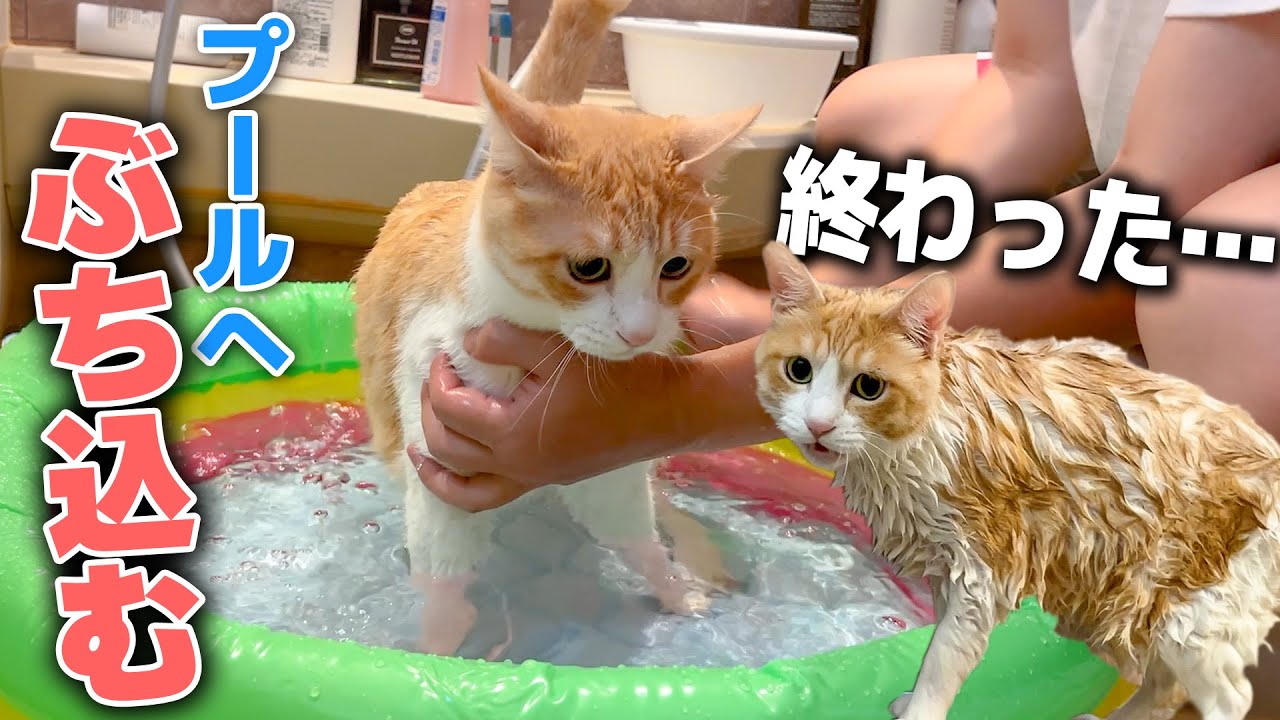 夏なので猫をプールにぶち込んで水責めしようとしたら悲しいことになりました…