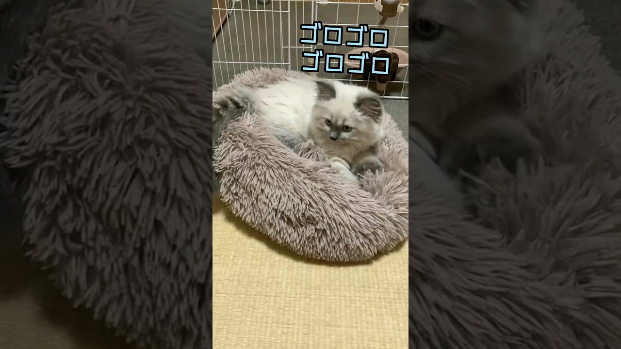 マッサージ 私はクッションになりたい サイベリアン 子猫