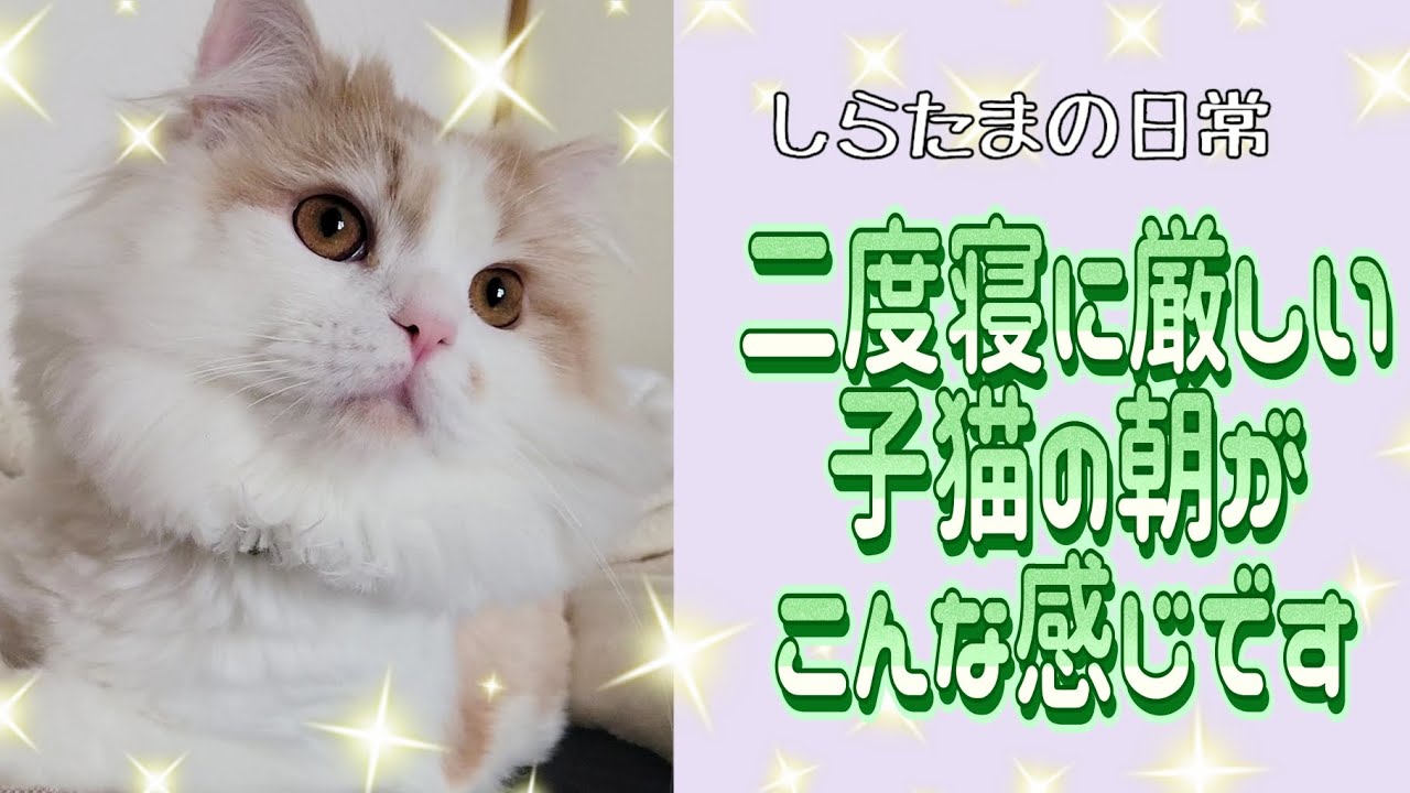 二度寝したら子猫が怒った？毎日ドタバタな朝#ラガマフィン #猫動画 #猫のいる生活