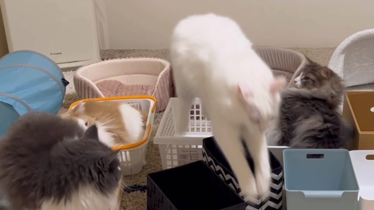 【猫観察】お気に入りの箱でおやすみ♪ターキッシュアンゴラとノルウェージャンフォレストキャット💖