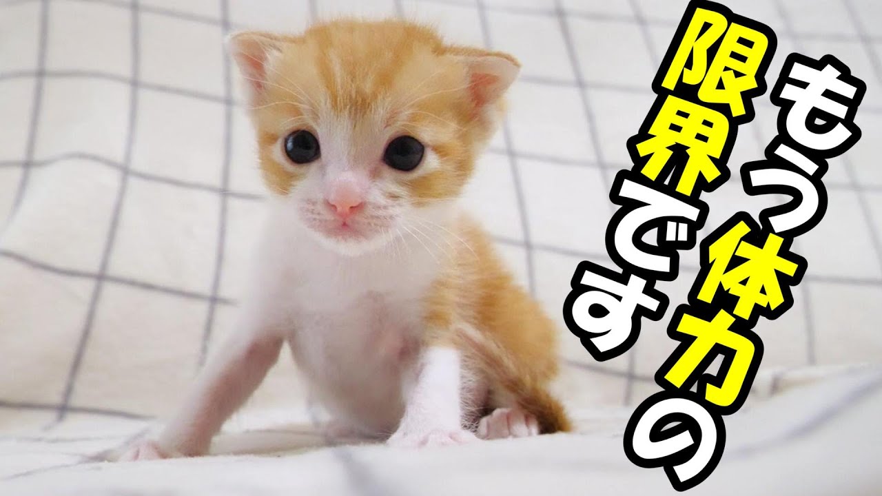 お腹いっぱいになった子猫の体力の限界が来る【赤ちゃん猫　保護猫】