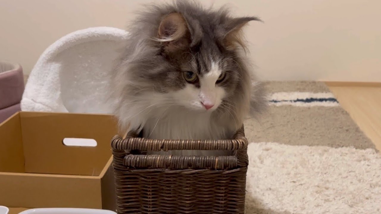 【可愛い❤︎】この箱に入れるの！？箱が大好きなノルウェージャンフォレストキャットたちwww