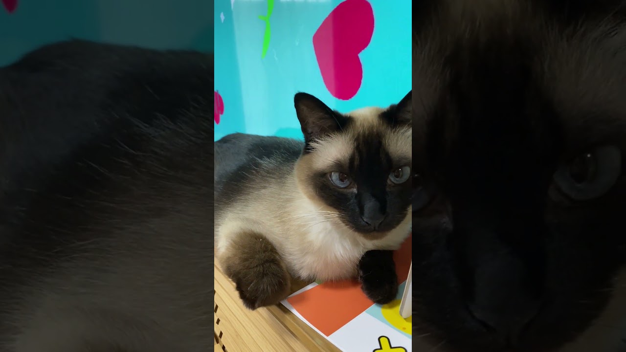 【2023.07.04】今日のシャム猫のふくさん（音無し）【たぬき猫】 #shorts