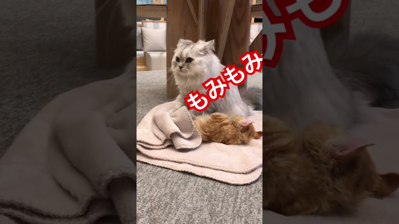 猫　かわいい　もみもみ#japan #おすすめ #おもしろ #おもしろ動画 #ショート#cat #cats #日本 #癒し猫#癒し動画#ねこ#猫動画 #shorts#short#ZOO#ねこのいる生活