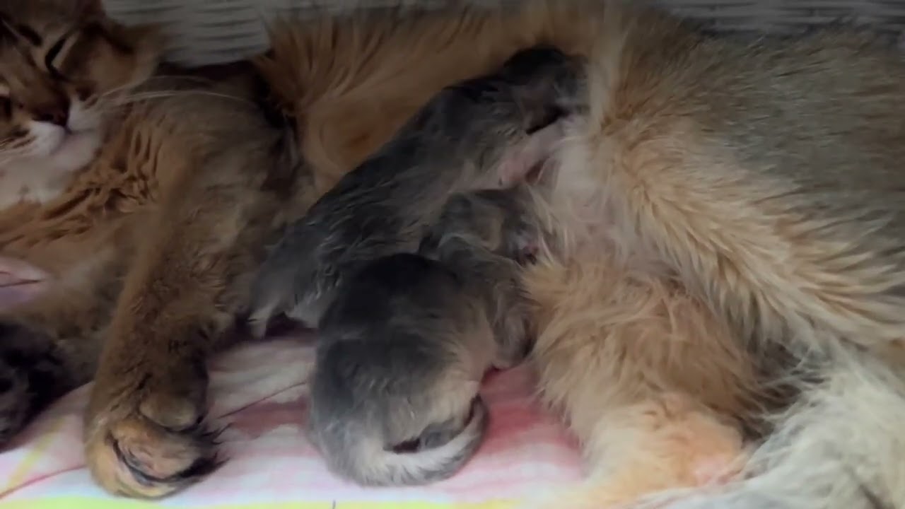 お乳探しは至難の業。