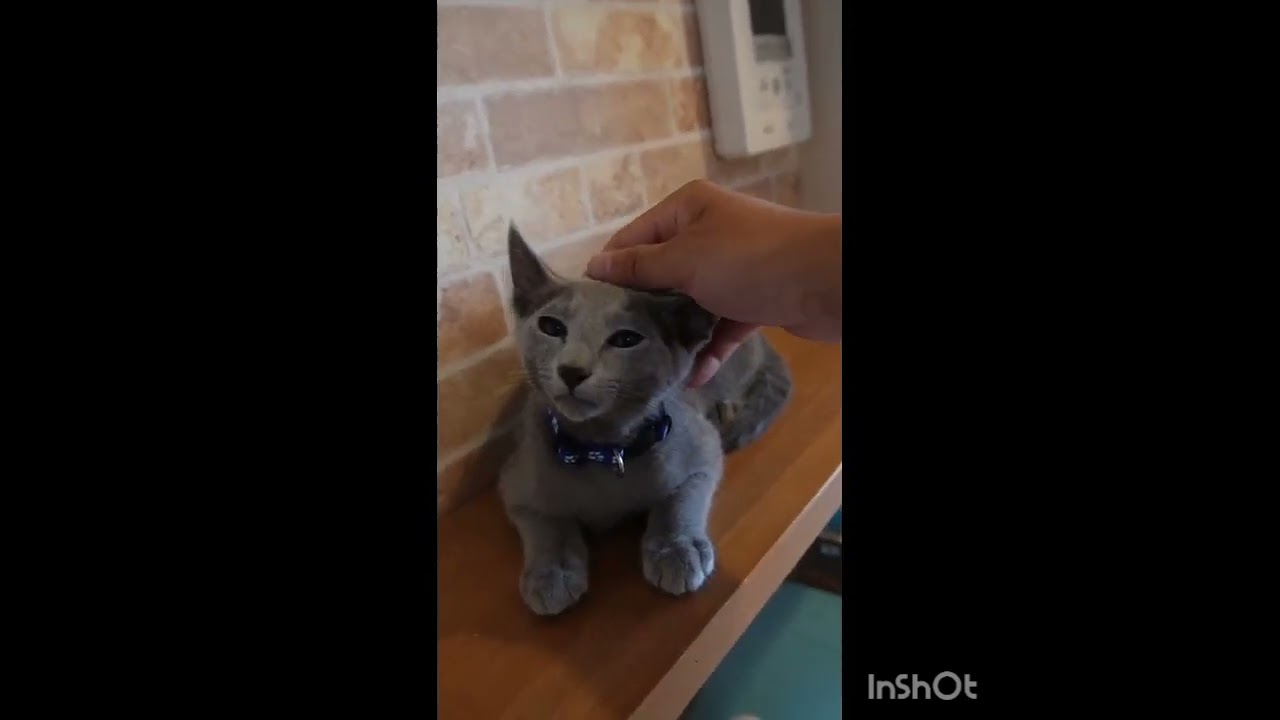 ロシアンブルー 人懐っこいブルーの男の子♪