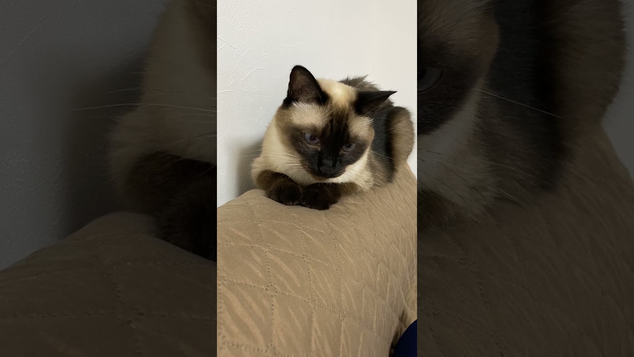 【2023.08.07】今日のシャム猫のふくさん（音無し）【たぬき猫】 #shorts