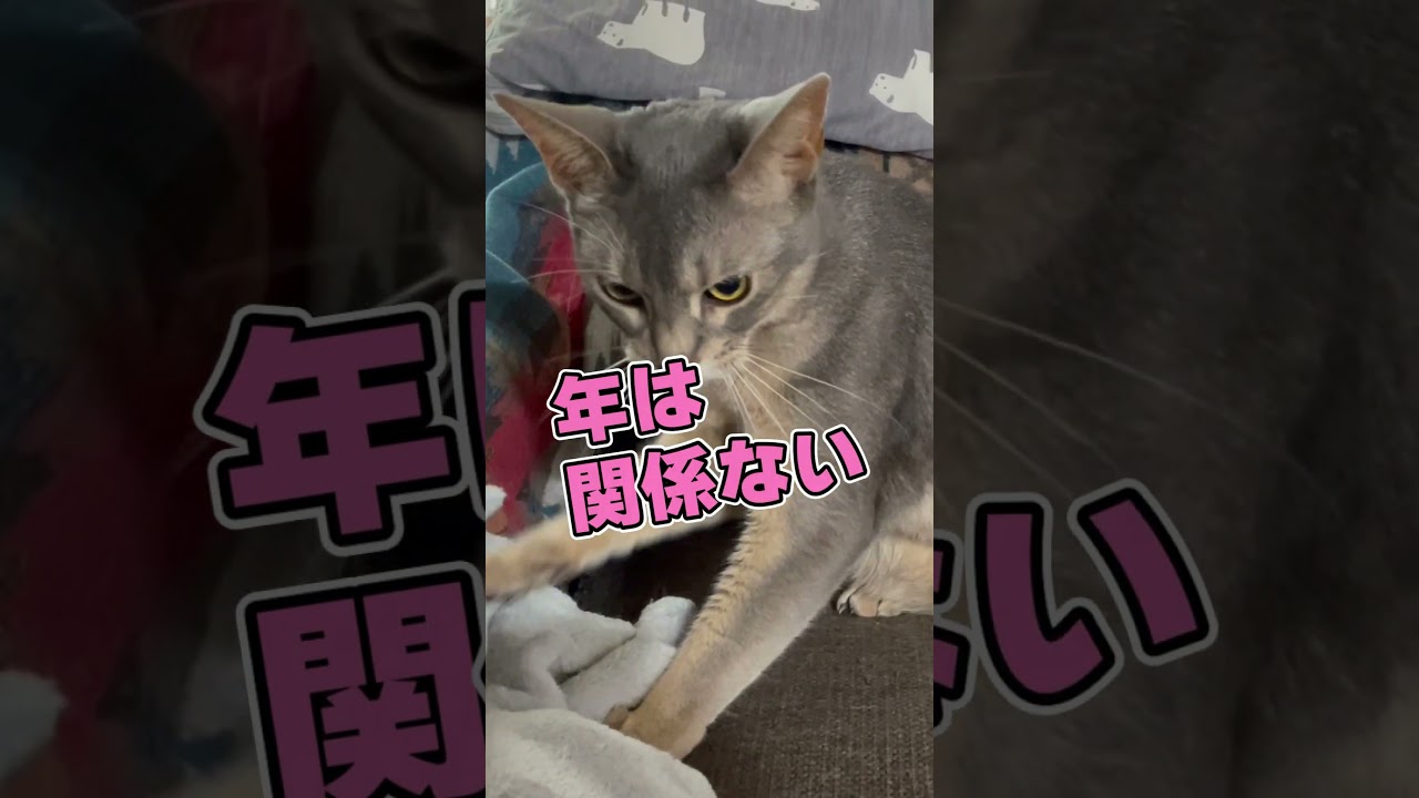 フミフミするのに年は関係ない😻 #shorts #猫 #アビシニアン