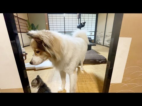 【母猫に捨てられた子猫姉妹】先住犬と協力してイタズラするようになりました😂