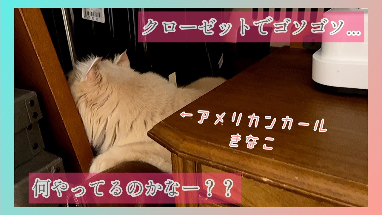 クローゼットをゴソゴソ....｜何してるの？？｜アメリカンカールの自由な日常