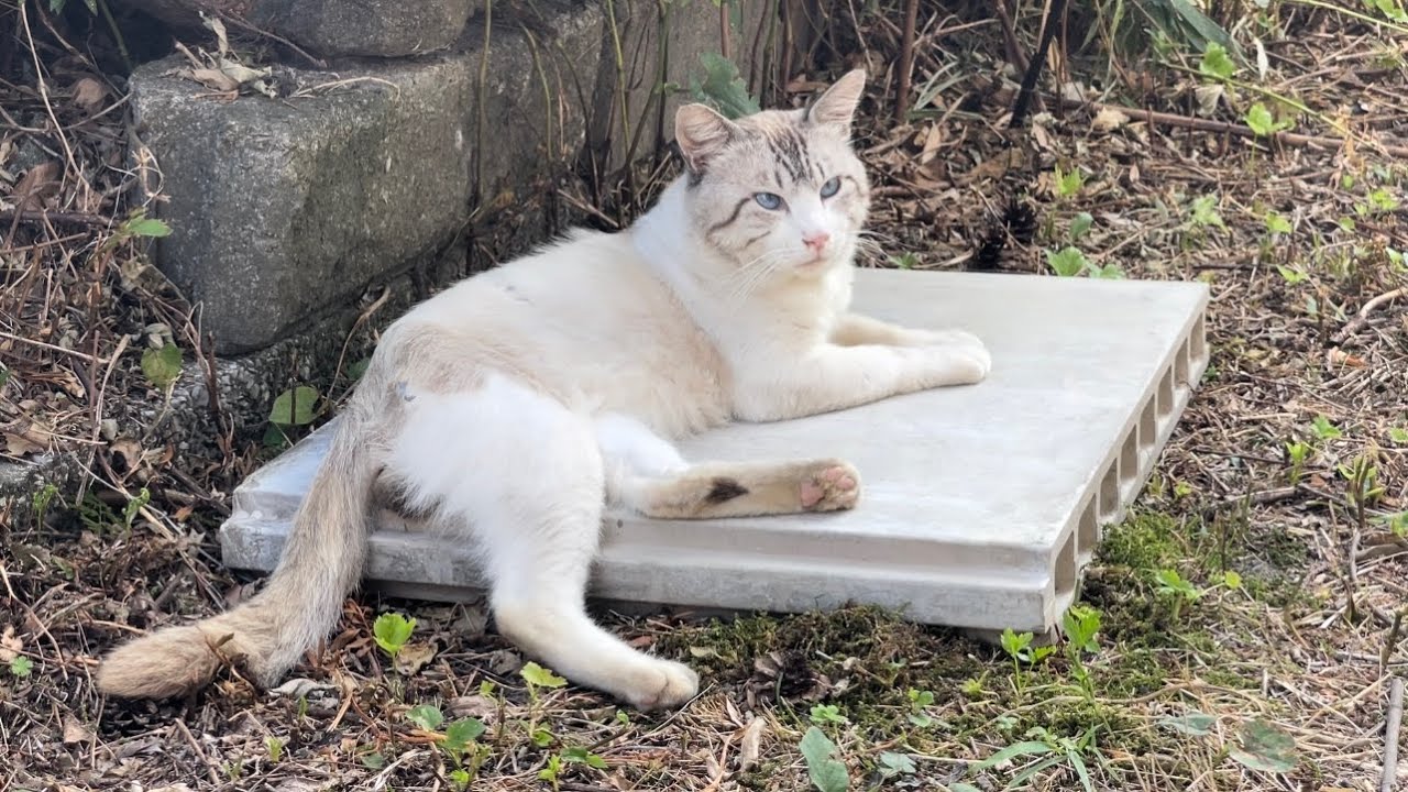 蝉の鳴き声を聞きながら、コンクリートの上に寝そべる野良猫のしろまるくん。