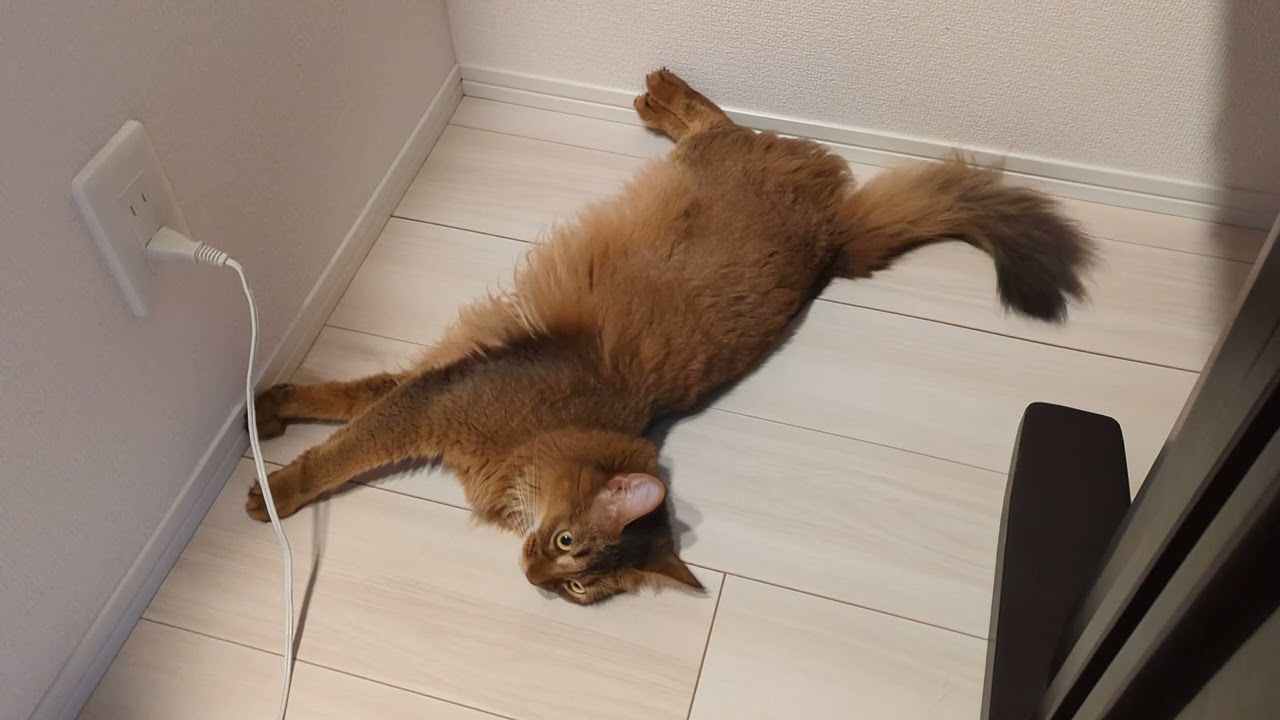 【570日目】すみっこで毛づくろい #ソマリ #cat