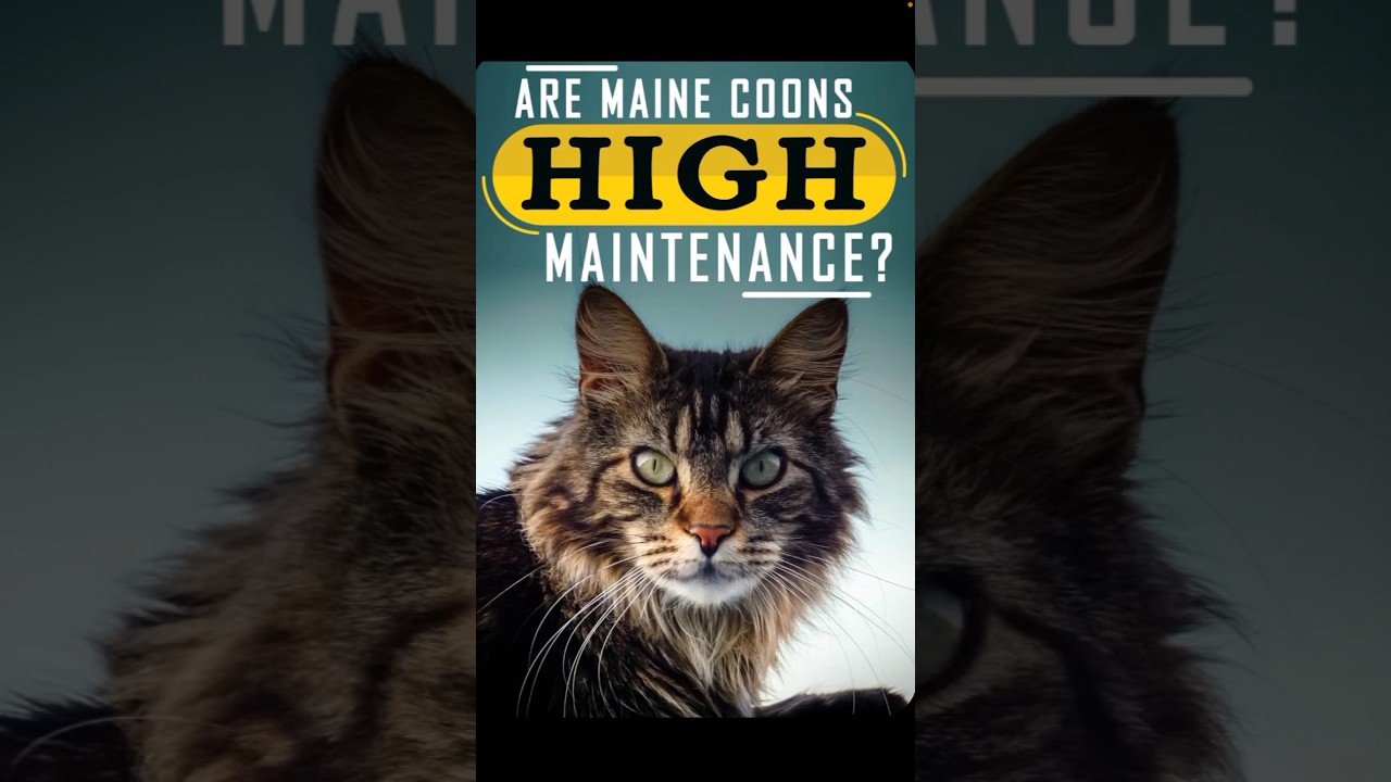 How to take care of maine coon cat #mainecoon #cat  #shortsfeed