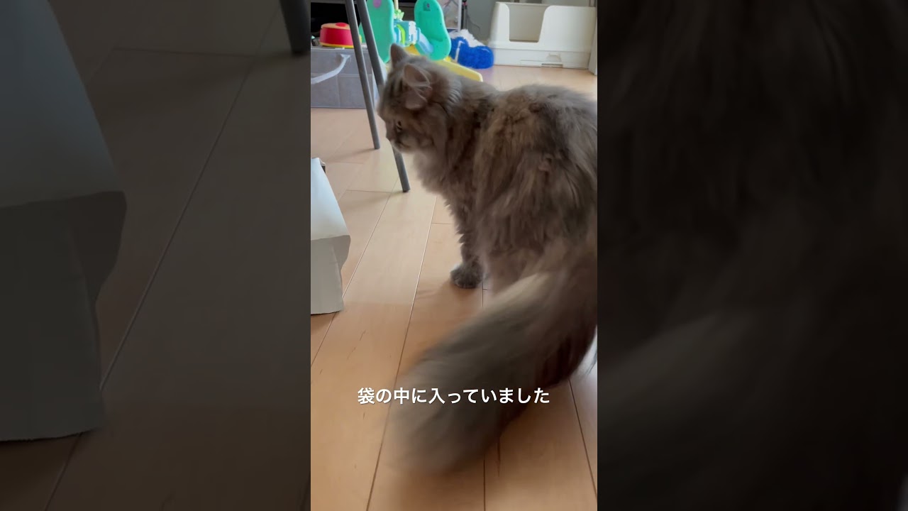 袋の中の猫#ラガマフィン #raggamuffin #kitten
