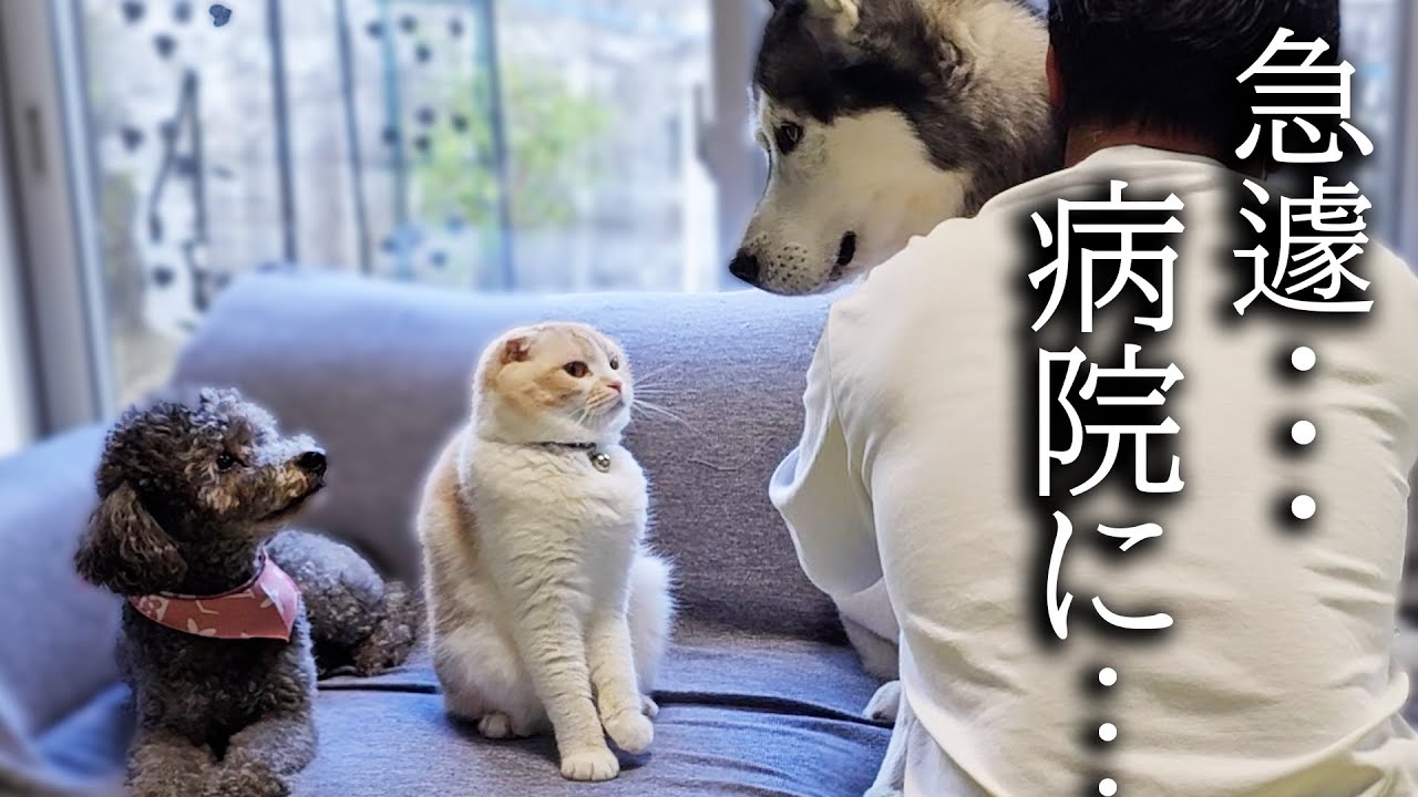 異常が見つかり急遽病院につれて行きました...