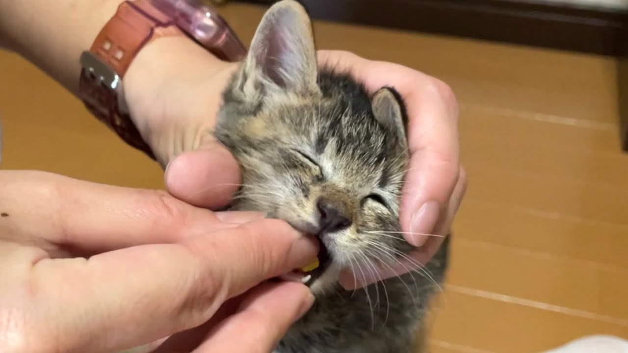 体調不良の子猫にトドメを指しているのかと思ったら…