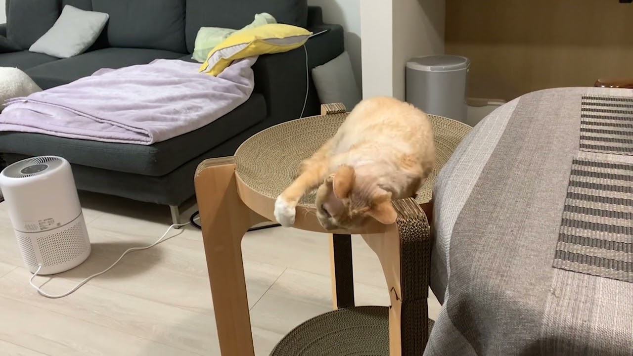 デボンレックス兄弟の戯れあい風景その２(Devon Rex brothers playing with each other, part2)