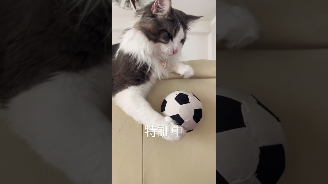 確実に実力をつけていくリキ #ノルウェージャンフォレストキャット #猫のいる暮らし