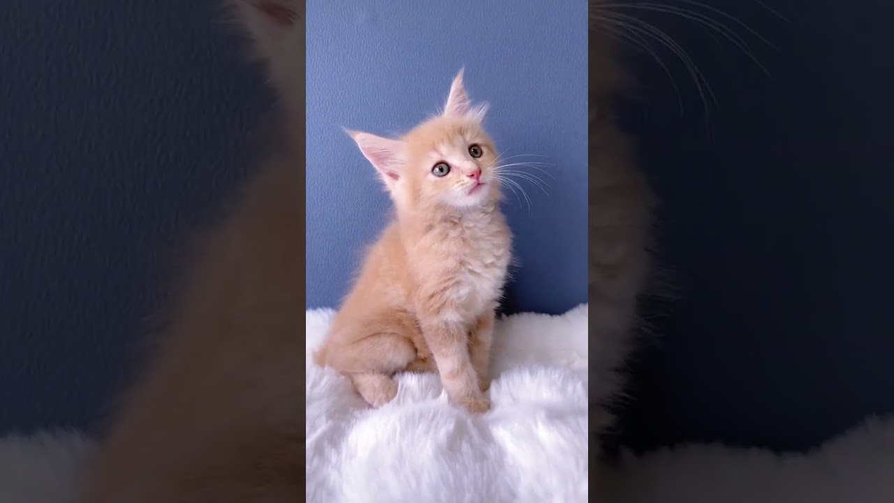 メインクーン 両親外産❗️ 珍しい色・可愛い顔💛大きい体格