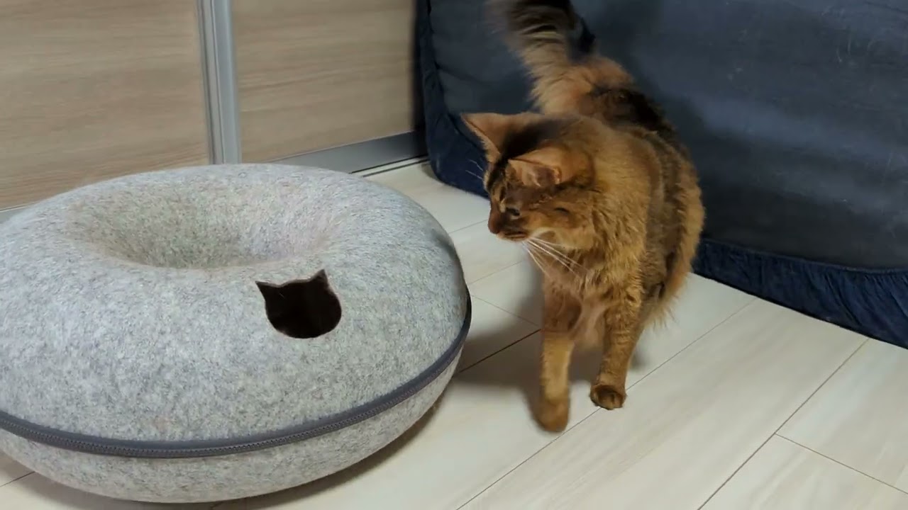【569日目】手つっこむの好き #ソマリ #cat