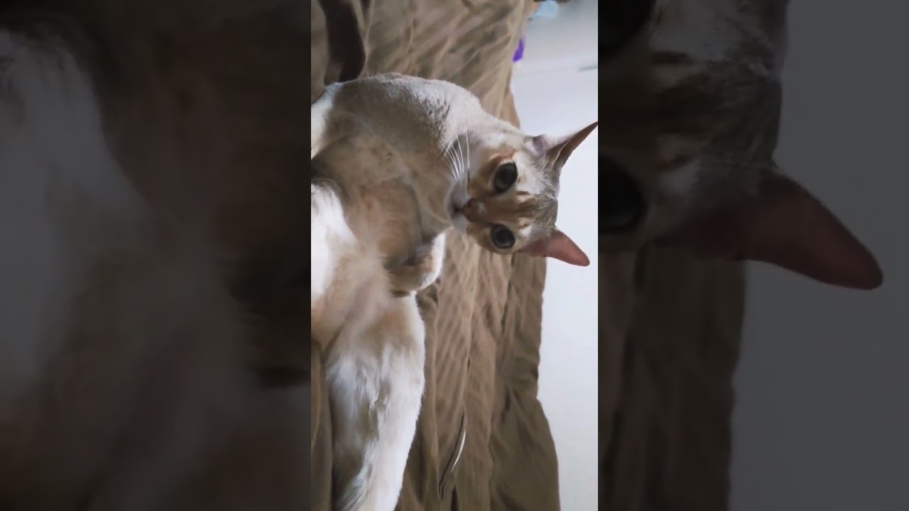 あまりにもオッサンのシンガプーラ