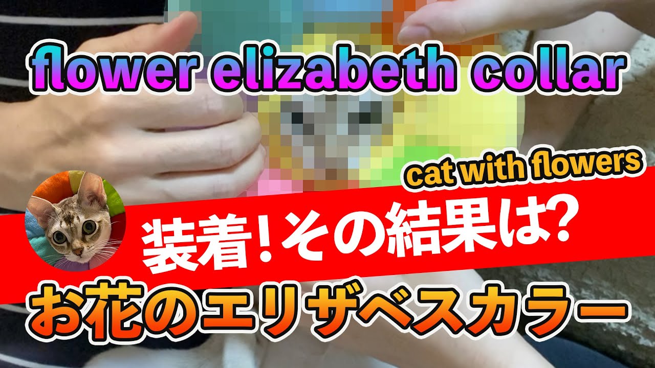 【シンガプーラ】お花のエリザベスカラーを装着した猫がこちらです＃シンガプーラ#過保護#animals #cat #singapuracat #pets #rainbow