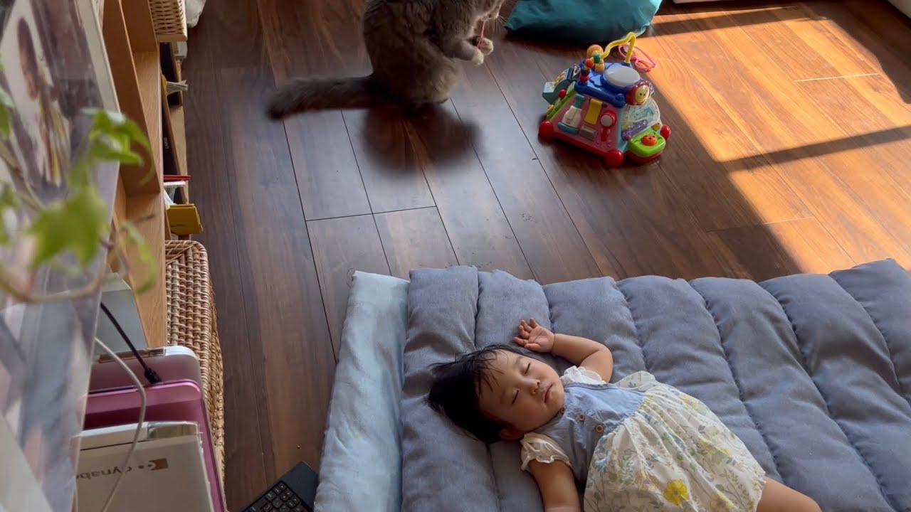 ようやく寝た赤ちゃんのそばで遊び始めヒヤヒヤさせる猫　ノルウェージャンフォレストキャット　A cat that starts playing with a sleeping baby