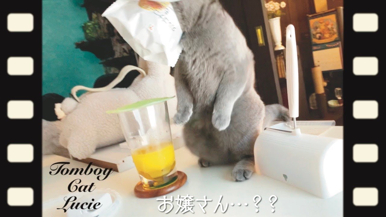 シュークリームが食べたいシャルトリューが可愛いのです