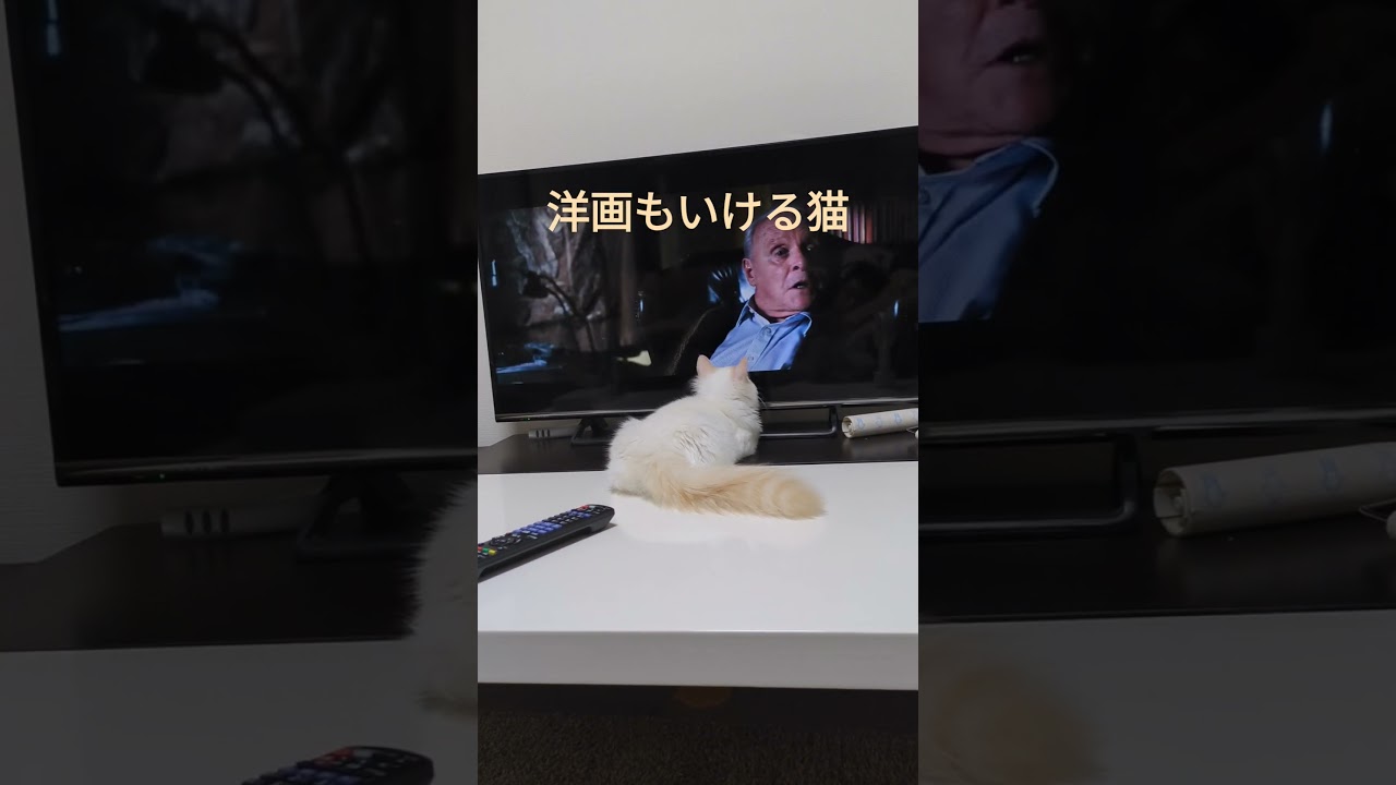 特等席part2 #ラグドール #子猫 #cat #猫ちゃん