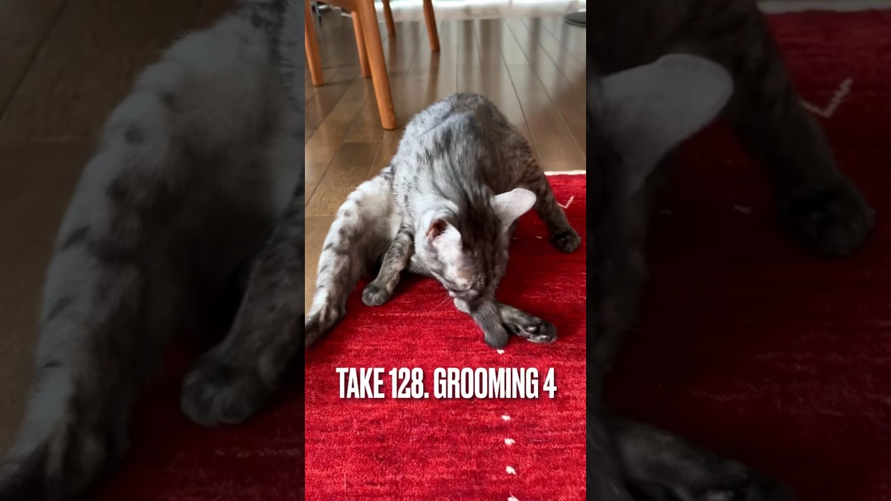 【#グルーミング で#体温調節 にゃ】#暑い#grooming #夏の猫 #猫 #エジプシャンマウ #ねこのいる生活 #ねこ #shorts