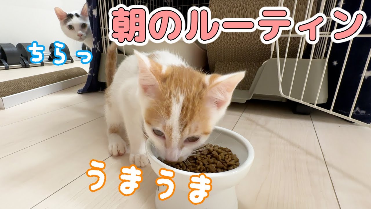 子猫が家に来てからの朝が忙しすぎます！【猫５匹】