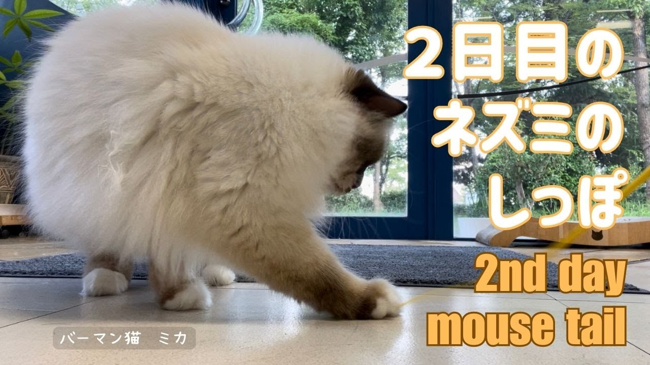 バーマン猫ミカとラフ【２日目のネズミのしっぽ】2nd day mouse tail（バーマン猫）Birman/Cat