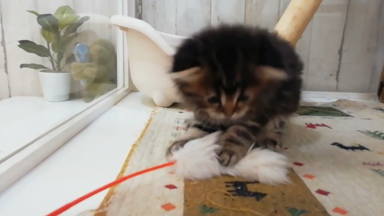 スコティッシュフォールド　女の子　2023/6/10生まれ