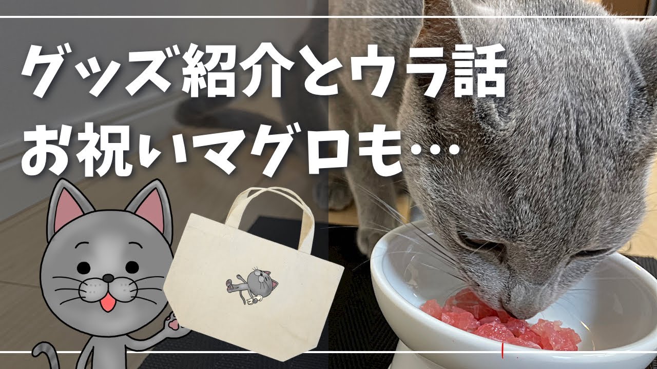 食後の運動に、可哀想なくらい『やられるネズミさん』います【ロシアンブルー】