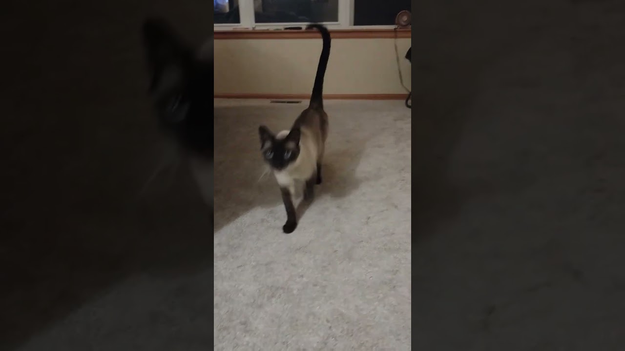 Cute Cat meow and trots over for his close up  #cat #catvideos #catshorts #cats