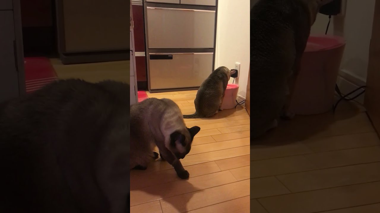 お水を飲むシンガプーラとお水の順番待ちをするたぬき猫なのにゃ♪