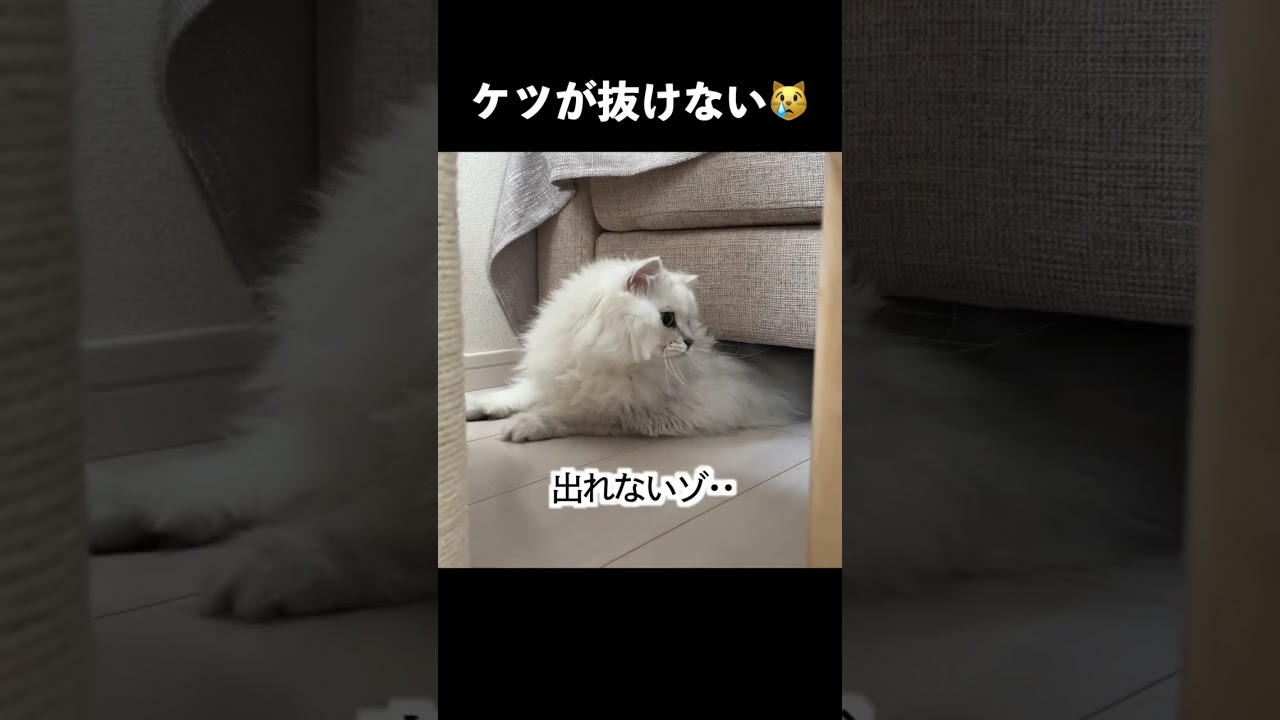 デカケツがソファの下に挟まってしまいました