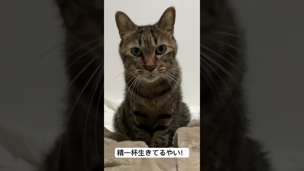 次男坊猫、精一杯のお返事 #cat #猫 #ねこ #shorts