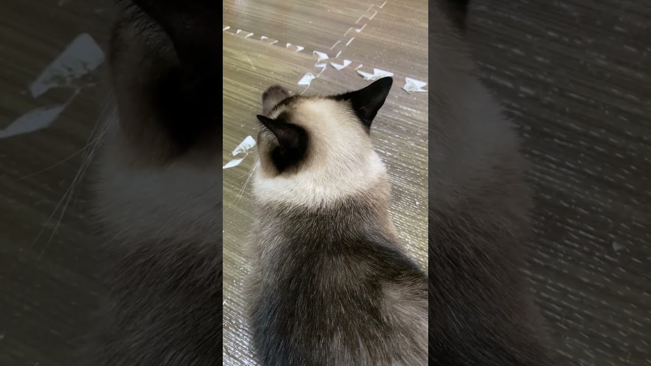 【2023.08.10】今日のシャム猫のふくさん（音無し）【たぬき猫】 #shorts
