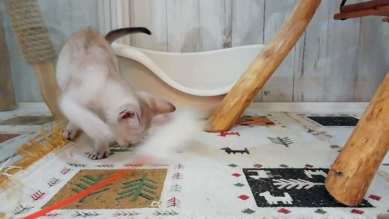 シンガプーラ　女の子　2023/6/8生まれ