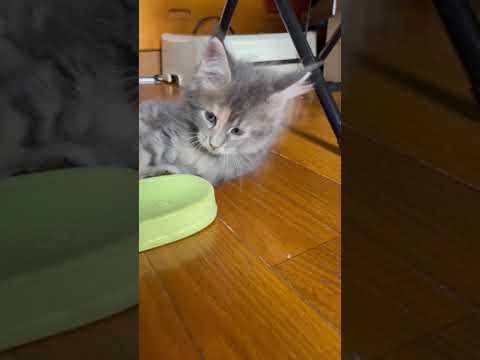 メインクーン ブルークラシックトービーにオレンジの素敵なカラーの女の子。